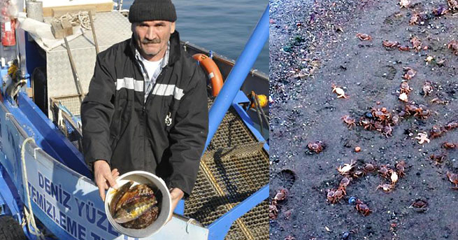 Korkutan balık ve yengeç ölümleriyle ilgili belediyeden açıklama