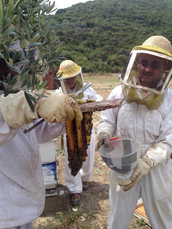 Türkiye'de arı ölümleri kaygı verici boyutlara geldi